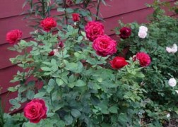 Magastörzsű rózsa / Mr. Lincoln
